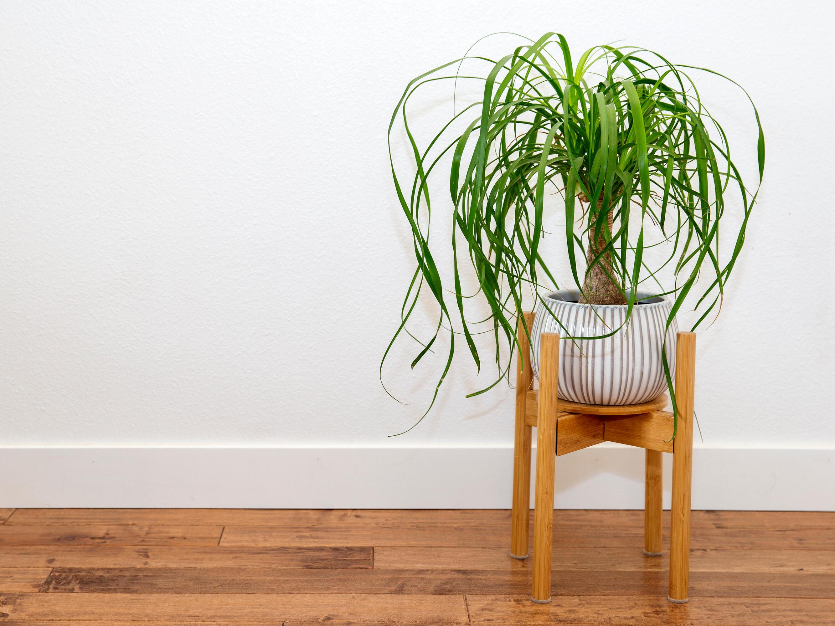 goldfruchtpalme pflegeleicht Goldfruchtpalme (Dypsis lutescens) kaufen