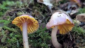 neu entdeckter Pilz