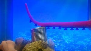 Italienische Forscher bauen Roboterarm nach Tintenfisch-Vorbild