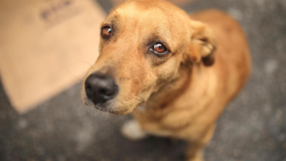 Straßenhund