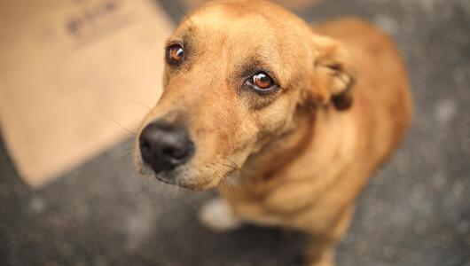 Straßenhund