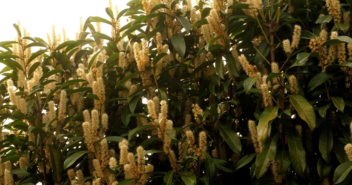 Kirschlorbeer im Garten: Darum sollten Sie die Finger davon lassen