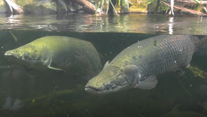 Neue Tiere und Becken: Berliner Aquarium fertig saniert