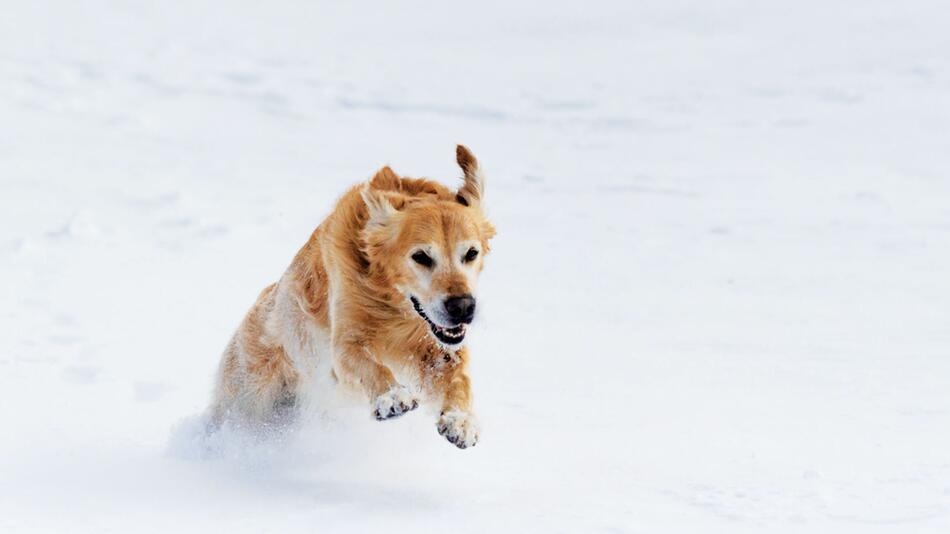 Hund baut Schneemann im Schnee.