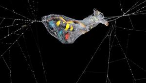 Fliege und Wespe eng umschlungen im Netz einer Gartenspinne