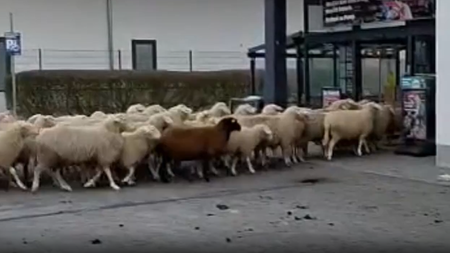 Schafe stürmen Supermarkt in Bayern
