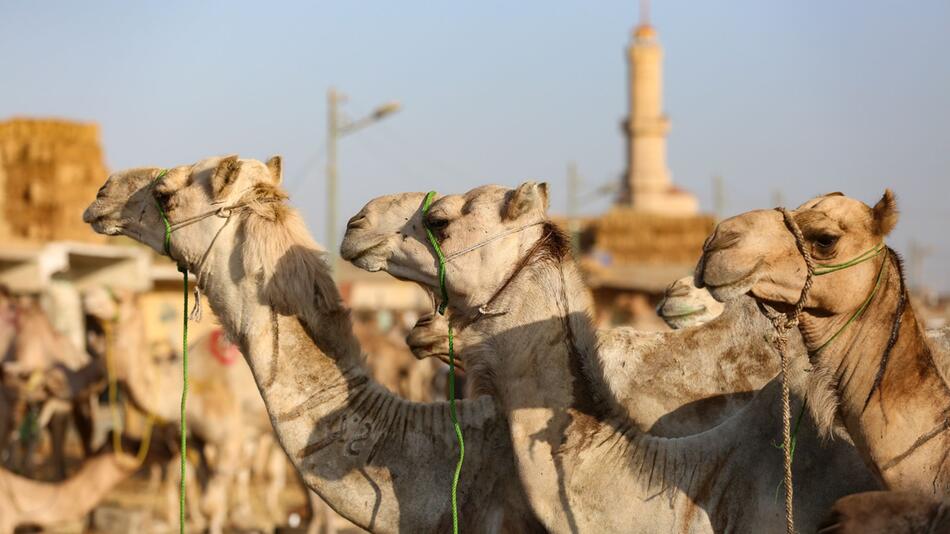 Kamelmarkt in Gizeh vor dem Eid al Adha