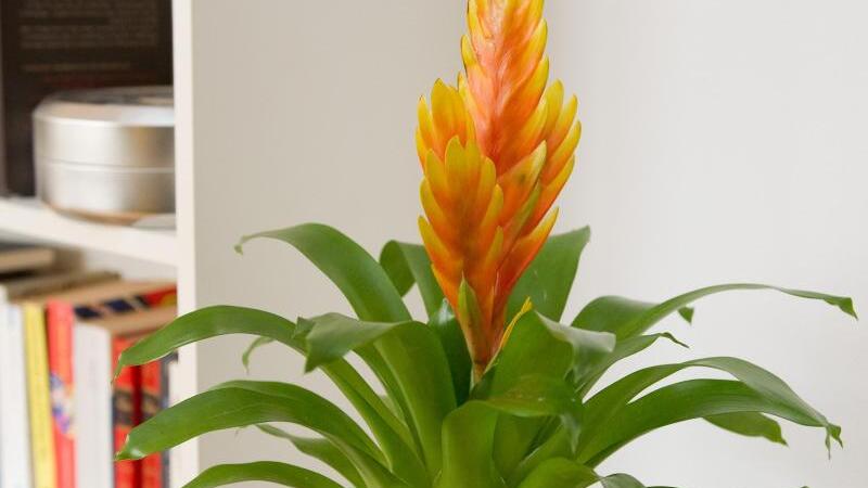 Bromelien bekommen Wasser in den Blatttrichter | WEB.DE
