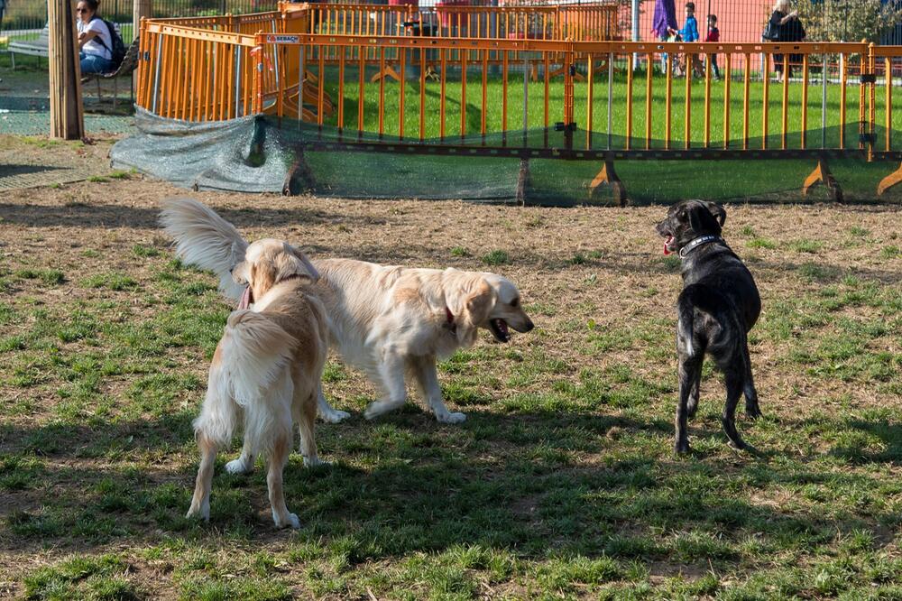 Hundebegegnungen sind immer unterschiedlich.