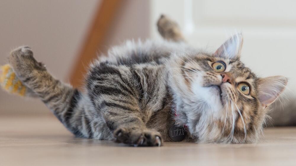 Viele Katzen mögen keine geschlossene Türen.