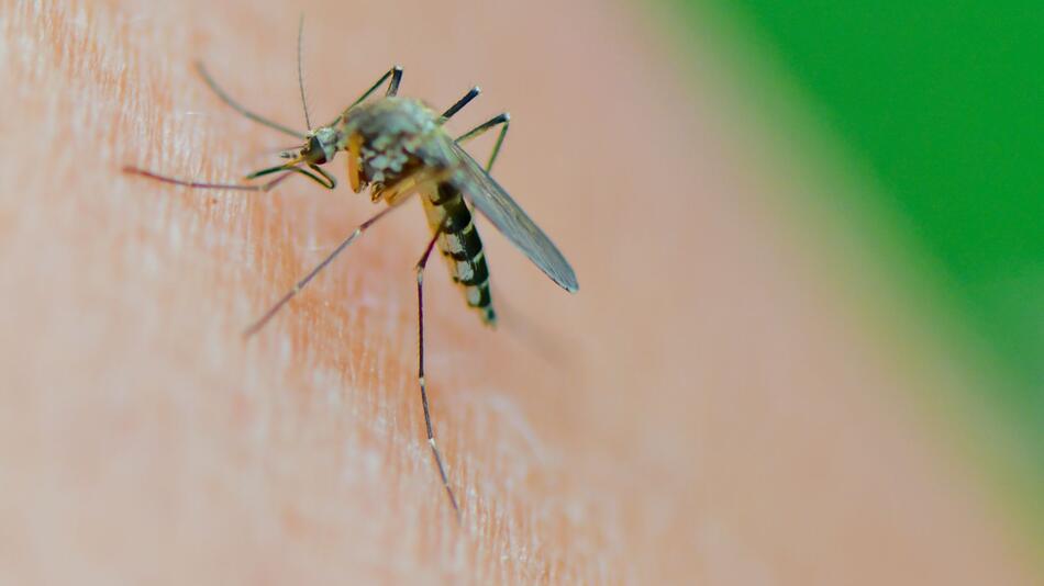 Mücke der Art Aedes vexans saugt Blut am Arm einer Frau