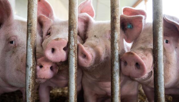 Schweine im Stall