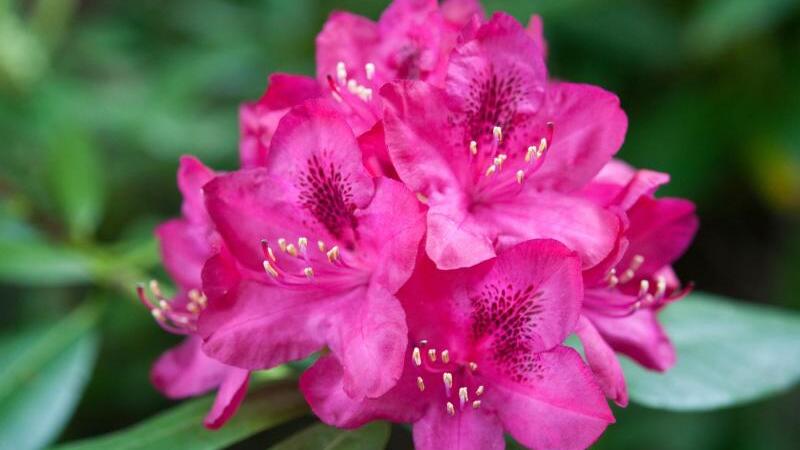 rhododendron everred Buy Rhododendron 'Everred' Red Foliage Red Blooms — Mr Maple │ Buy Japanese  Maple Trees main image 0