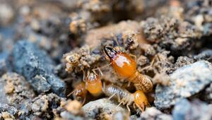 Formosa-Termite und Philippinische Milchtermite