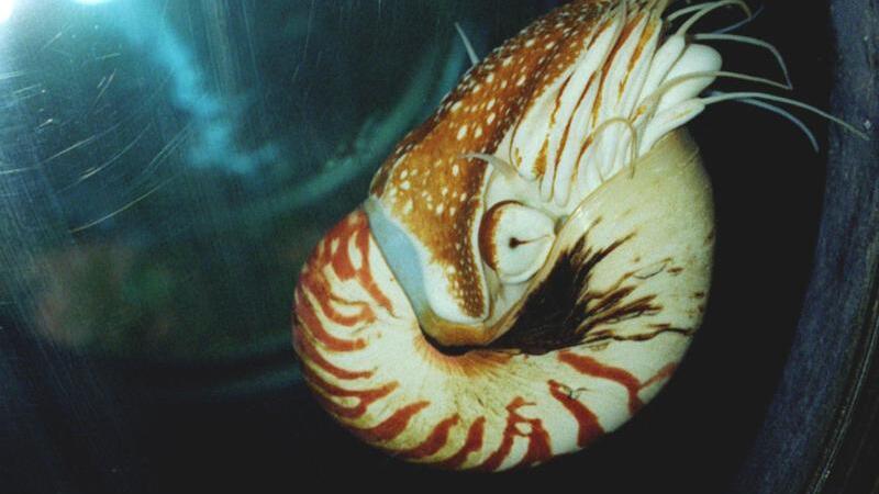 Nautilus