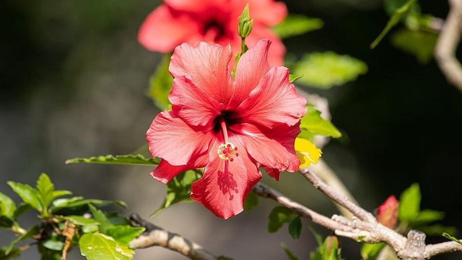 hibiskus überwintern