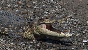 Krokodil in Indonesien