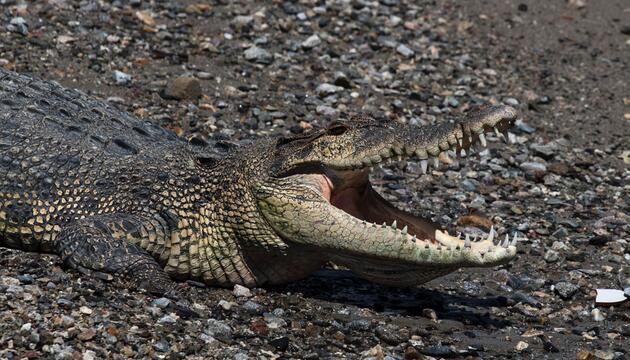 Krokodil in Indonesien