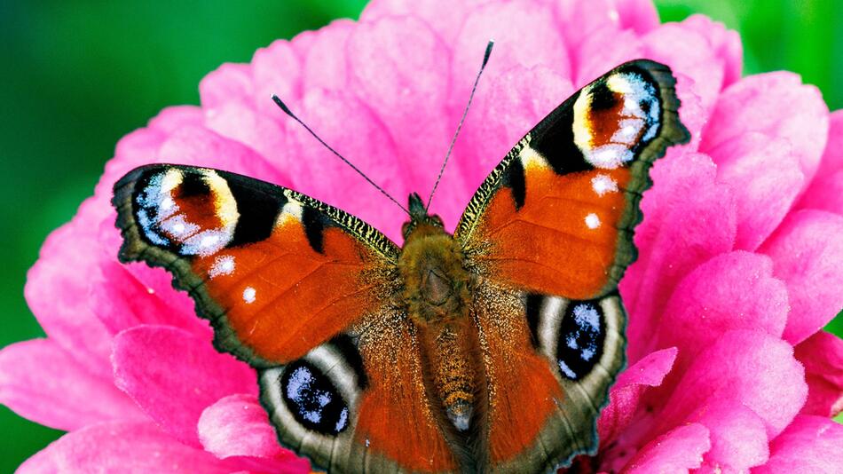 Schmetterlinge im Garten