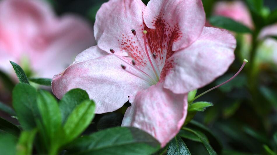 Zimmer-Azalee (Rhododendron simsii)