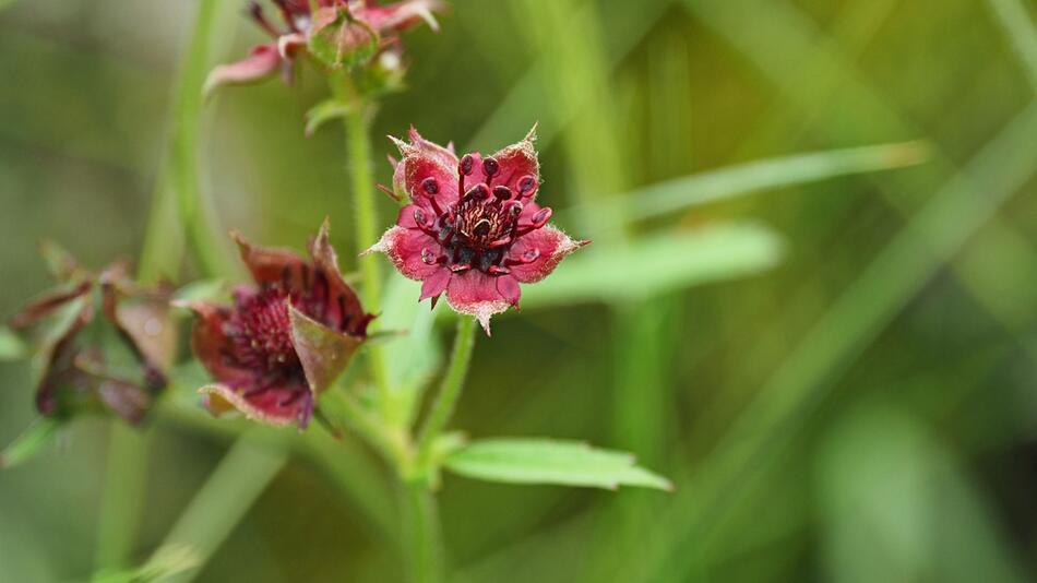 "Blume des Jahres 2025" - Sumpf-Blutauge