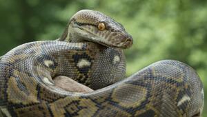 Nahaufnahme Netzpython in der Natur