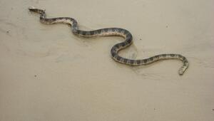 Seeschlange australien