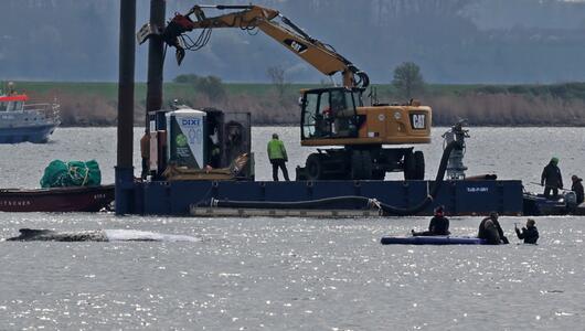 Rettungsaktion für den Buckelwal