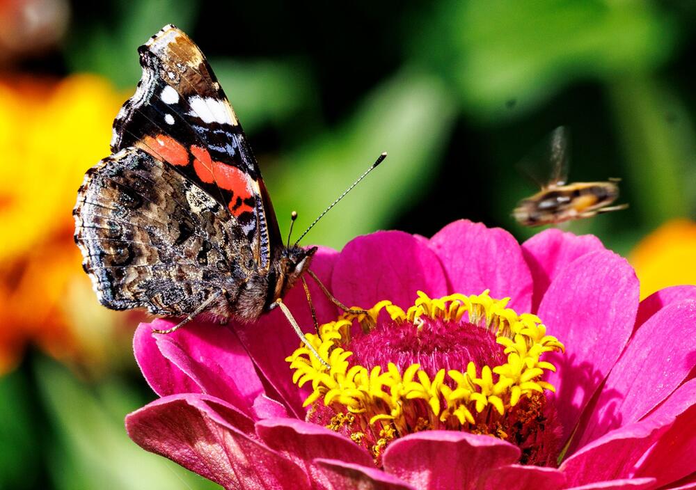 Schmetterlinge im Garten