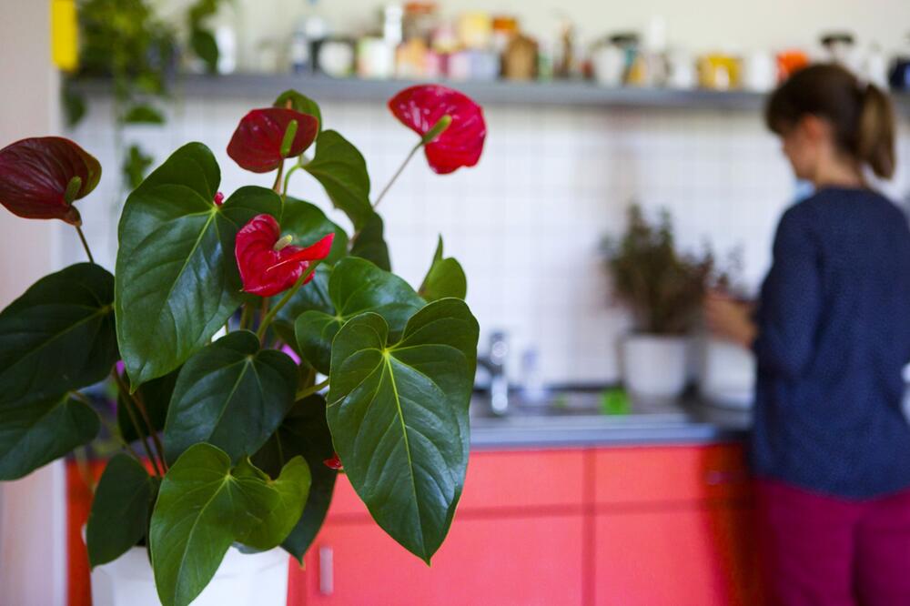 Eine Flamingoblume in einer Wohnung