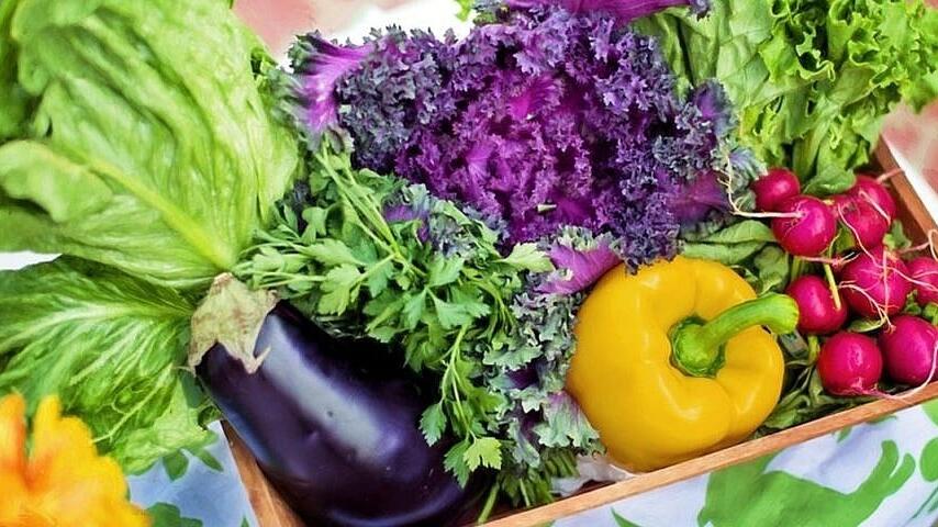 Es gibt so viele Salatsorten, dass du das ganze Jahr etwas Grünes zu essen hast.