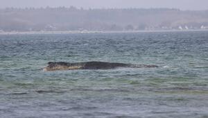 gestrandeter Buckelwal in der Ostsee