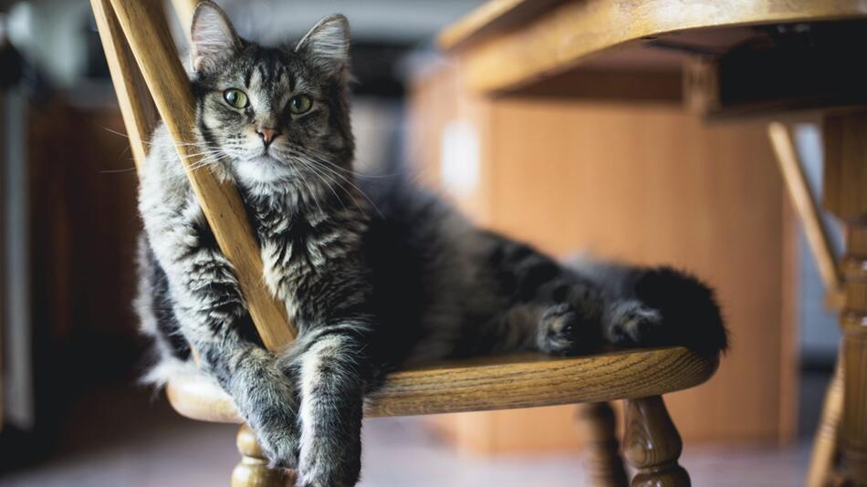 Katze wieder auf Platz 1 der deutschen Haustiere.