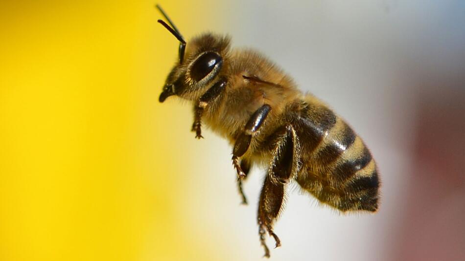 KINA - Im Winter kuscheln Bienen