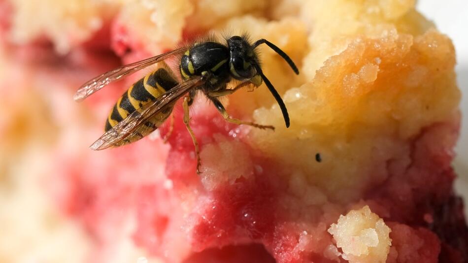 Wespe bedient sich an Kuchenstück