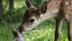 Kinostart - "Bambi - Eine Lebensgeschichte aus dem Walde"