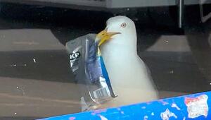 Vogel auf Raubzug: Möwe klaut Erdnüsse bei cleverem Supermarkt-Coup