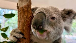 Koala-Schutzzentrum in Brisbane