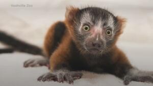 Baby-Lemur