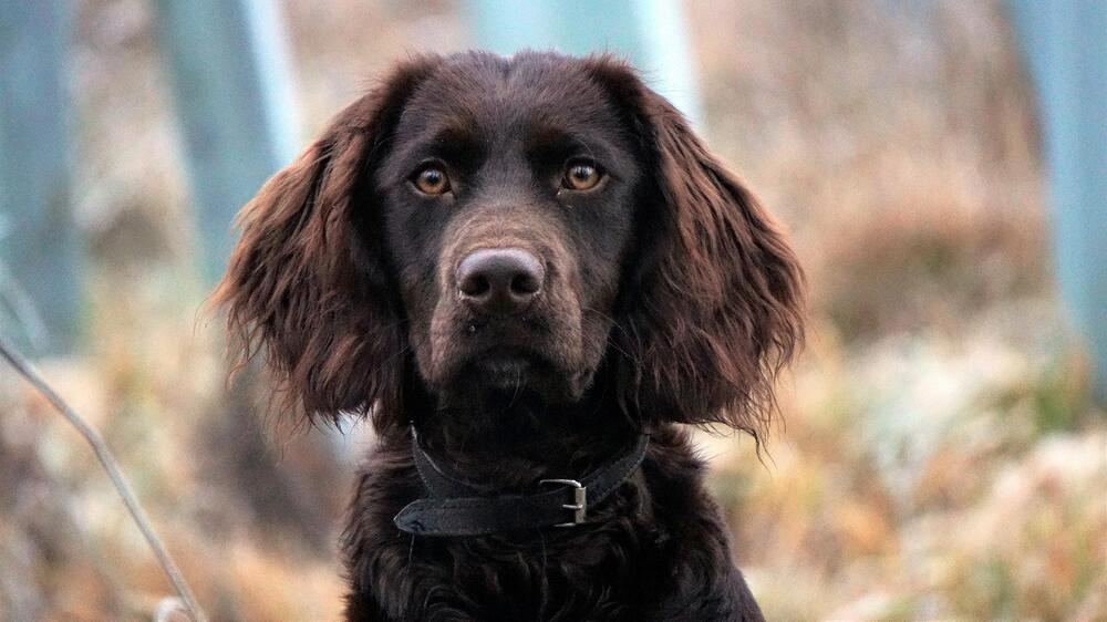 Jagdhunde sind besonders gefährdet.