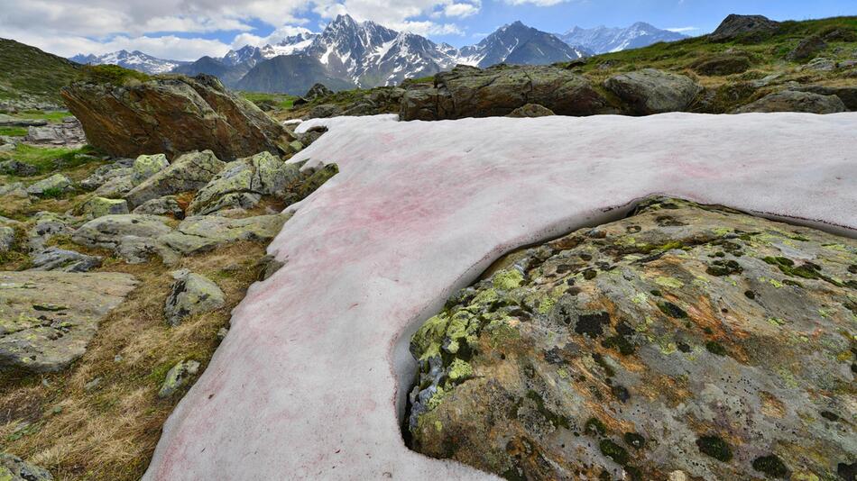 Rote Schneealge, Blutschnee, Alpen