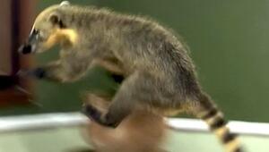 Tierischer Einbrecher: Nasenbär verwüstet Schlafzimmer in Rio