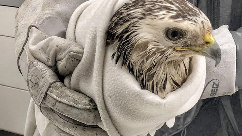 Bussard in Not - Schwimmender Feuerwehrmann rettet ihn