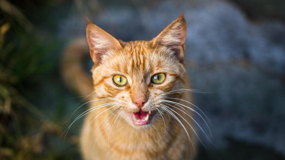 Katze ist so laut, wie eine Bohrmaschine.