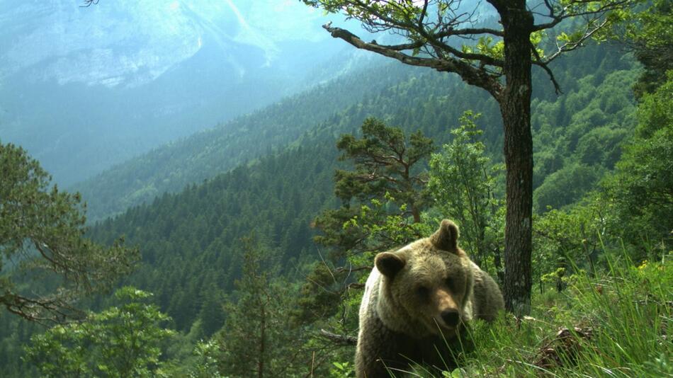 Bären im Trentino