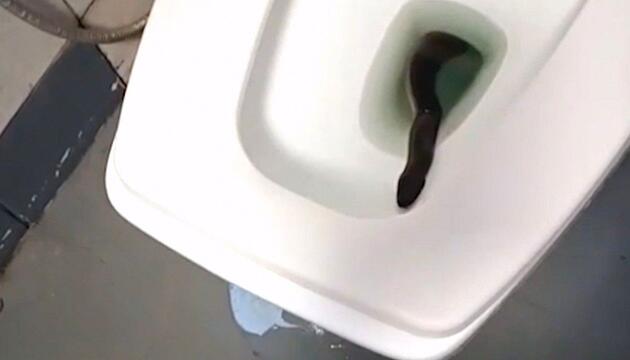 Schock beim Klogang: Schlange lauert Thailänderin in der Toilette auf
