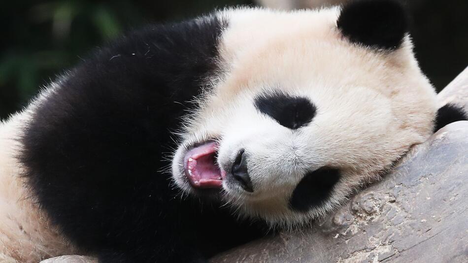 Panda-Nachwuchs Fubao in Südkorea