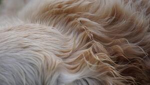 Hund, Fell