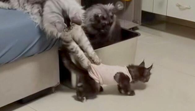 Böses Foul: Maine Coon hält Kätzchen am Hemd fest