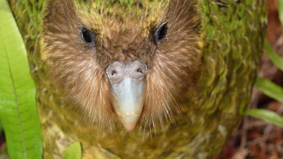 Sirocco der Kakapo